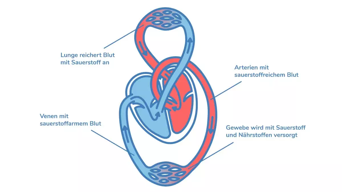 Vereinfachte Illustration des Herz-Lungen-Kreislaufs – Darstellung von blutarmem und blutreichem Blut, Sauerstoffaufnahme und -abgabe.